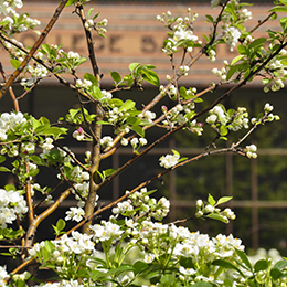 cour printemps