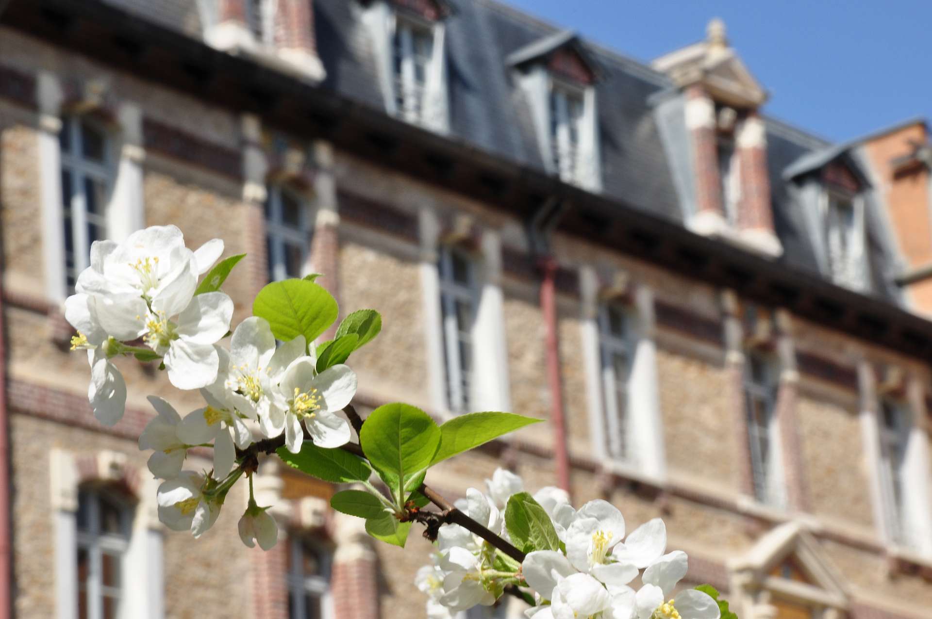 pommier cour BSB 2023 