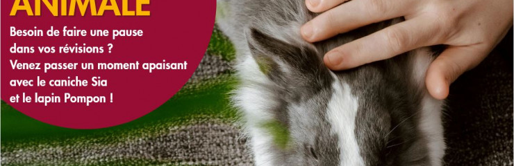 atelier-mediation-animale